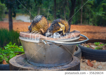 Thai fruits in the garden to bring tourists to eat Thai fruits in the garden to bring tourists to eat 35626634