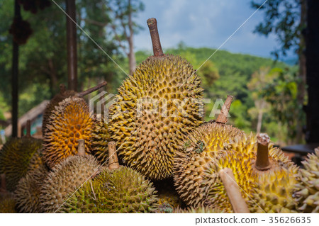 Thai fruits in the garden to bring tourists to eat 35626635