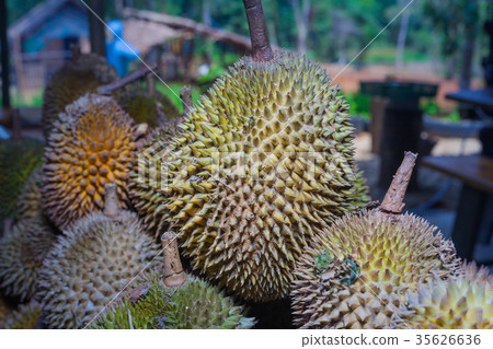Thai fruits in the garden to bring tourists to eat 35626636