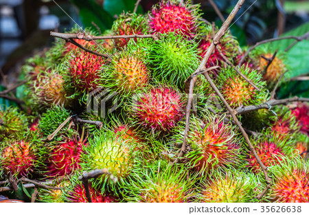 Thai fruits in the garden to bring tourists to eat 35626638