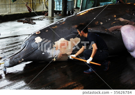Domestic POW Chiba Prefecture Wadaura Tuchi whale Domestic POW Chiba Prefecture Wadaura Tuchi whale 35626784