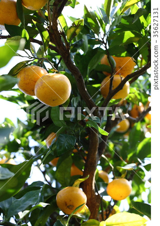 Mandarin orange field 35627131