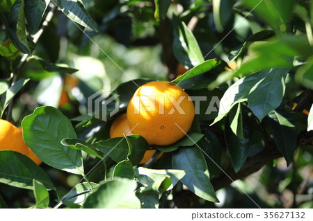 Mandarin orange field Mandarin orange field 35627132