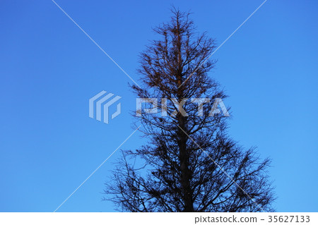 Illuminations of trees 35627133