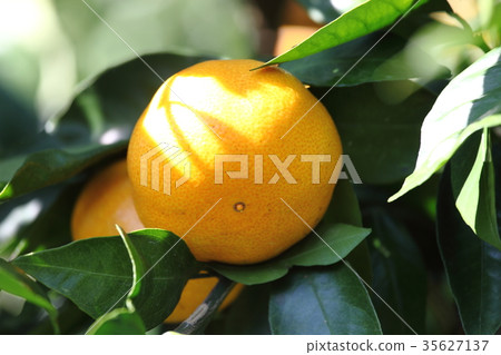 Mandarin orange Mandarin orange 35627137