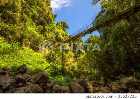 Footbridge in the Rainforest of Dorrigo National 35627726