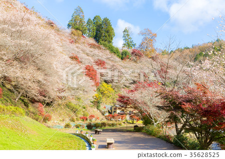 Nagoya, Obara Sakura in autumn 35628525