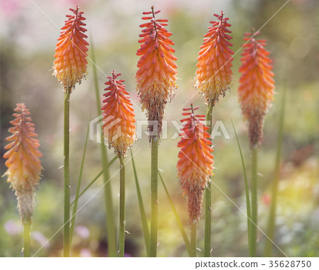 Red Hot Poker flowers  or kniphofia 35628750