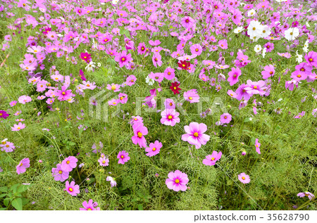 Beautiful flower field for gardern and nature 35628790