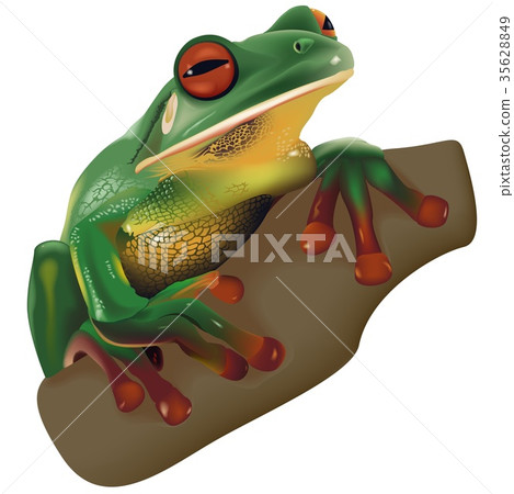 Green Treefrog Green Treefrog 35628849