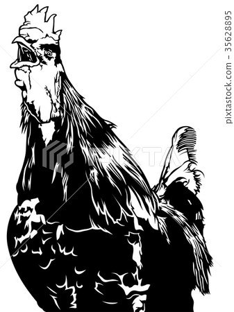Crowing Rooster 35628895