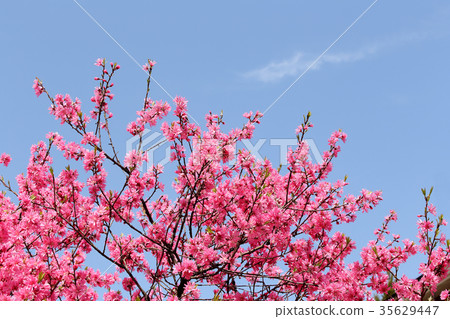 Flowers of Chrysanthemum Flowers of Chrysanthemum 35629447