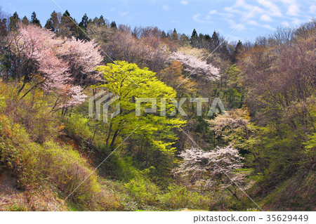 里山春天 35629449