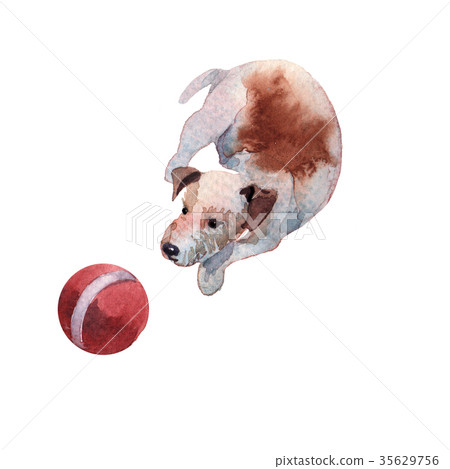 JackRussel terier dog puppy hand drawing 35629756