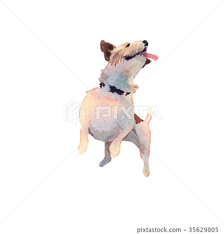 JackRussel terier dog puppy hand drawing JackRussel terier dog puppy hand drawing 35629805
