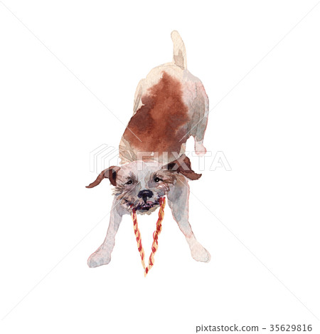 JackRussel terier dog puppy hand drawing 35629816