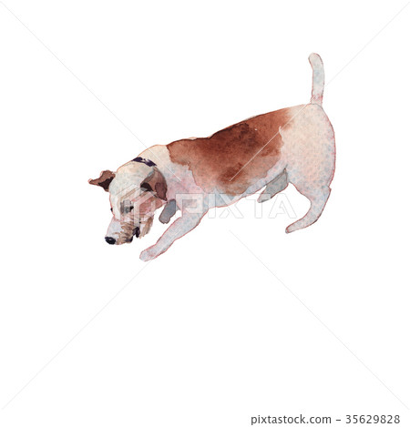 JackRussel terier dog puppy hand drawing JackRussel terier dog puppy hand drawing 35629828