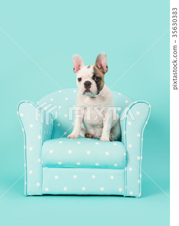 french bulldog puppy sitting in a blue chair  35630383