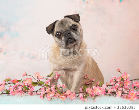 Cute sitting senior pug dog on a flower background Cute sitting senior pug dog on a flower background 35630385