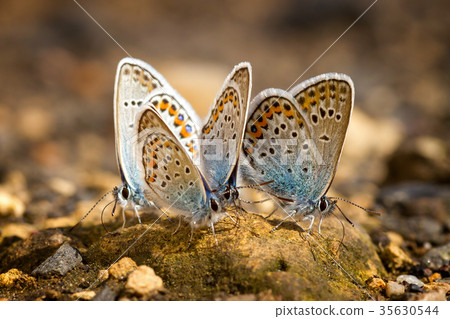 Many pretty gossamer-winged butterflies Many pretty gossamer-winged butterflies 35630544