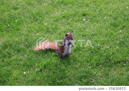 Squirrel (US) Squirrel (US) 35630915