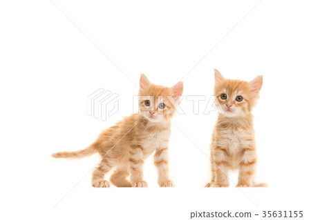 Two standing ginger turkish angora baby cats 35631155