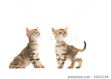 Two cute tabby turkish angora baby cats  35631156