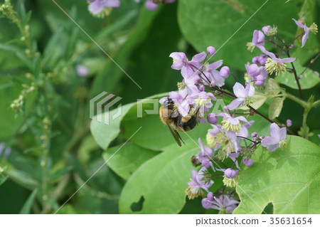 Tramphis sucking the honey of Shikin Larch 35631654