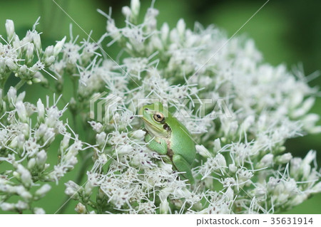 Tree frog parked on a yellow-tailed bulbul Tree frog parked on a yellow-tailed bulbul 35631914