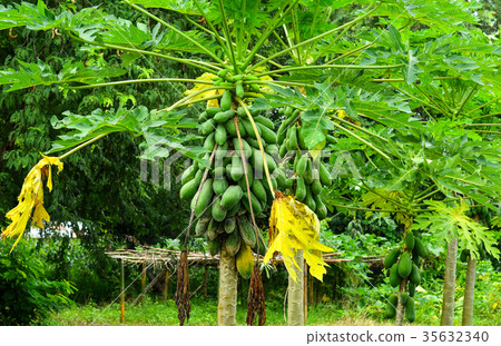 Papaya tree Papaya tree 35632340