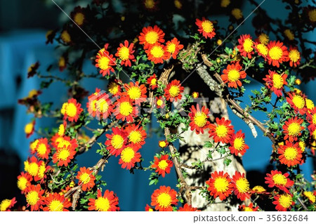 Chrysanthemum   35632684