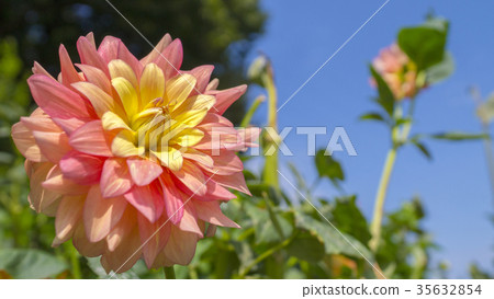 Dahlia 16: 9 35632854