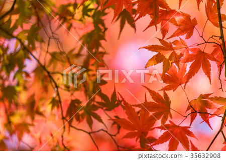 Autumn leaves / autumn image 35632908