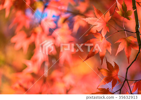 Autumn leaves / autumn image 35632913
