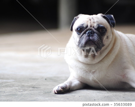 portraits photo of a lovely white fat cute pug dog 35633089