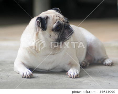 portraits photo of a lovely white fat cute pug dog portraits photo of a lovely white fat cute pug dog 35633090