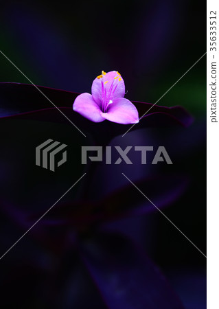 Murasakiten flower blooming in the shade 35633512