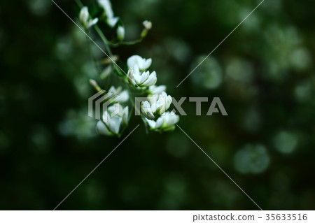 白嘴花綻放 白嘴花綻放 35633516
