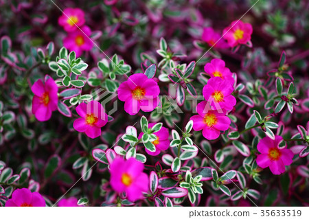 雜色的porchura花 35633519