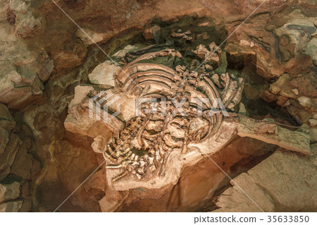 Fossil of Phuwiangosaurus sirindhornae 35633850