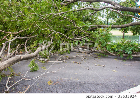 The tree was destroyed by the storm's intensity The tree was destroyed by the storm's intensity 35633924