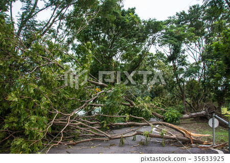 The tree was destroyed by the storm's intensity The tree was destroyed by the storm's intensity 35633925