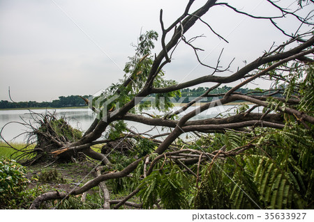 The tree was destroyed by the storm's intensity 35633927