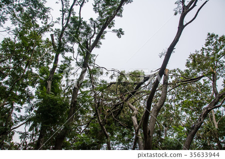 The tree was destroyed by the storm's intensity The tree was destroyed by the storm's intensity 35633944