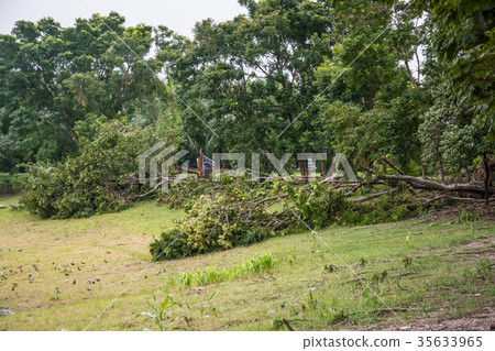 The tree was destroyed by the storm's intensity The tree was destroyed by the storm's intensity 35633965