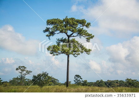 pine tree 35633971