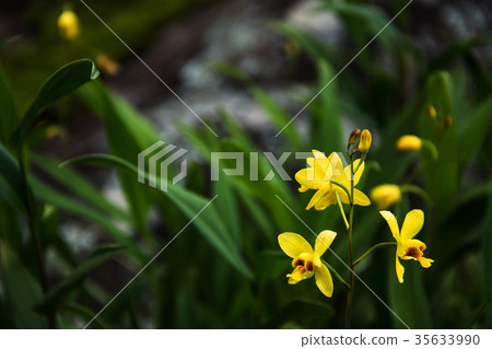 beautiful orchid. Yellow Spathoglottis orchid beautiful orchid. Yellow Spathoglottis orchid 35633990