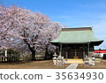 神社和櫻花 35634930