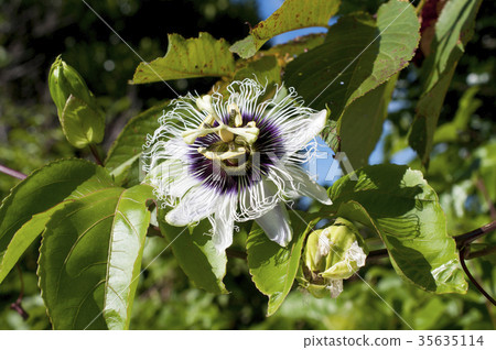 百香果花(果鐘草) 百香果花(果鐘草) 35635114