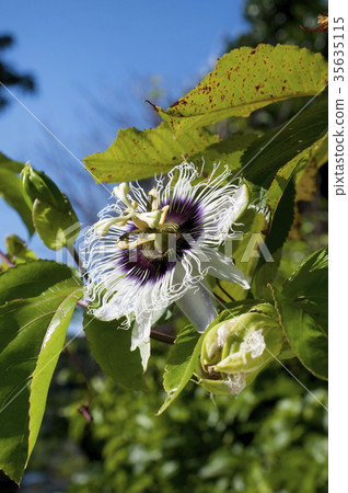 Passion Fruit Flower (Fruit Clock Grass) Passion Fruit Flower (Fruit Clock Grass) 35635115